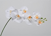 Орхидея кремовая  109см