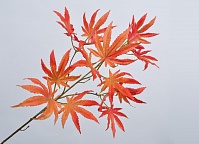 Ветка с листьями  красная 91 см
