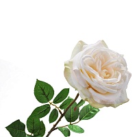 Троянда з листям кремова 70 см