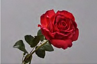 Троянда BEAUTY відкрита, 65см