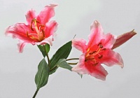 Лилия, 95см, розовая