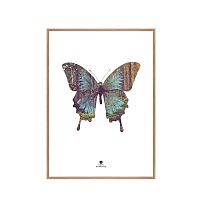 Репродукція Butterfly / 50x70 Oak frame