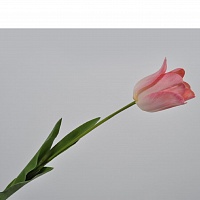 Тюльпан рожевий 69 см