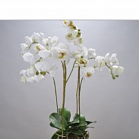 Орхідея на грунті біла 64 см