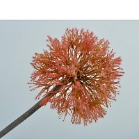Гілка Allium рожева 92 см