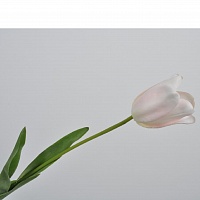 Тюльпан рожево-білий 69 см