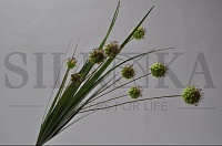 Трава-скабіоза бордо/зелений 69см