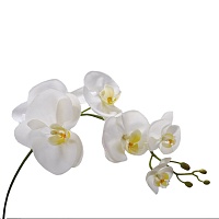 Орхідея кремова 81 см