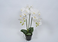 Орхидея в вазоне белая 80см