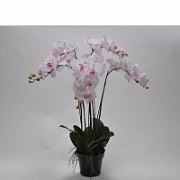 Орхідея в горщику, рожева 92 см
