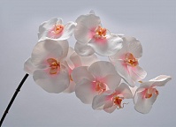 Орхидея бело - розовая 97 см