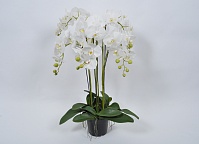 Орхідея в горщику біла 94см