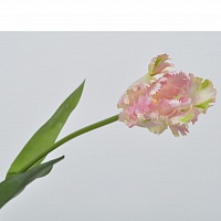 Тюльпан рожево-зелений 69 см