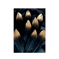 Репродукция на aluminium Alu brushed Golden feather / 50x70 Black frame