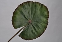 Листья водяной лилии 74см зеленый