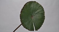 Листья водяной лилии 72см зеленый