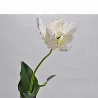 Тюльпан  80см белый
