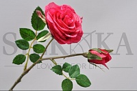 Троянда beauty 33cм