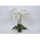 Орхидея в вазоне белая  94см