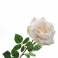 Роза с листьями кремовая  70 см