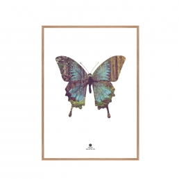 Репродукция Butterfly / 50x70 Oak frame