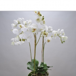 Орхидея белая 64 см