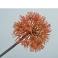 Ветка Allium розовая  92 см