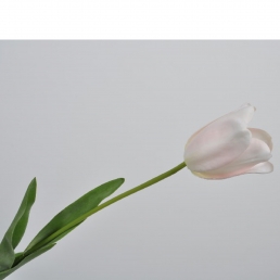 Тюльпан розово — белый 69 см
