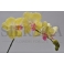Орхидея желтая 56см
