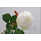 Троянда з листям кремова 46 см
