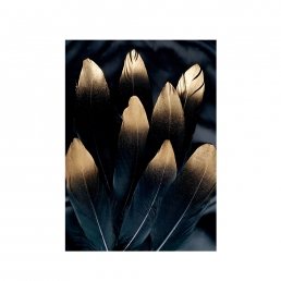 Репродукция на aluminium Alu brushed Golden feather / 50x70 Black frame