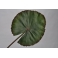 Листя водної лілії 74см зелений
