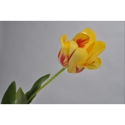Тюльпан 69см жовтий+оранжевий