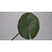 Листя водної лілії 72см зелений