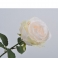 Роза кремовая 51 см